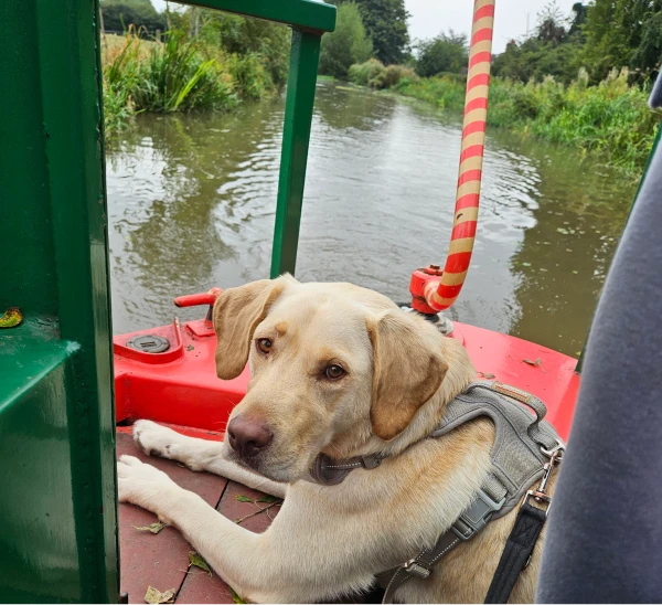 A dog enjoying their barge holiday onboard narrowboat Snowmane