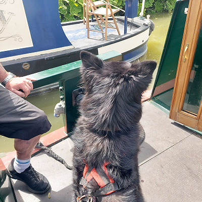 Dog roger enjoying his pet friendly narrowboat